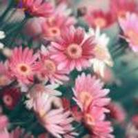 Fd2d9172a436a31021529cc6dd204d33444179b3