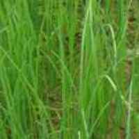 A9effc607161014aea16037ba3a606a9f872a00b