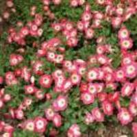 0bceb1627dcb9391daaeee96582fd9056130782e