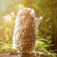 Fa66384634908256c9d027d158b94315e401692f