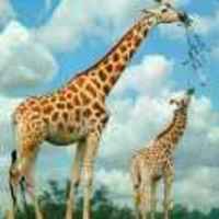 Fe0d01407b7bceb3e63eca6a1b8cfa8e81c1eaad