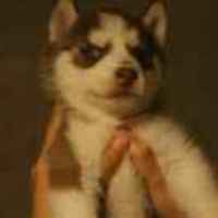 081eb779572ca89cea235af25109c3ffe72dd642