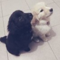 94a3fb68249e3eb2af95e613e87d8b249b84241c