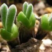 7f43ae05c3f6b8f25d7c33ea39d0331b845320c6