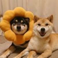 45d44efd32c52bc16ed82fb3be245f1ad0b2a6d6