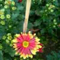 Ff5a96c2efadb1cb096e1d1c593ab2d1969e5482