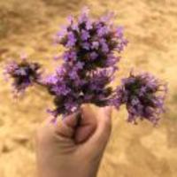 Be226fb6e01b0aaff5686e1a07e2a696ddcd17b3