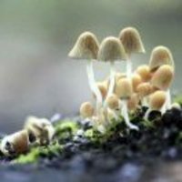 24ade28008d1db65ff9b18c64fb9e24e6c461fd0