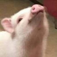 Efb907d4f98598b165d5aa1e18c3ecb09f06ee85