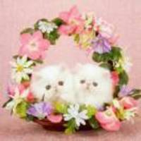 1e4736fdbb046f2480250509164eba48bd3552d5