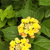 11712d4e7c5d303102eaf084849b54068bf7ced7