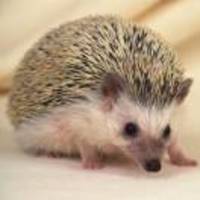 A42217ac1e945fb62d0e89ef41d22f096d13871d